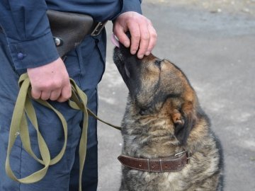 Собака ніколи не зрадить, на відміну від людини, - луцькі кінологи. ФОТО