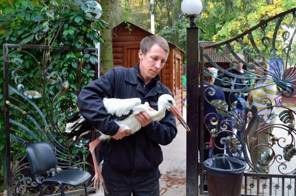 В Луцький зоопарк віддали лелеку з Колок. ФОТО