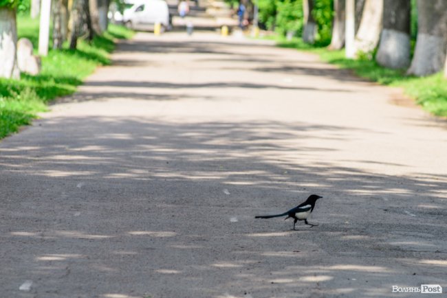 Літній день у центральному парку Луцька. ФОТОРЕПОРТАЖ