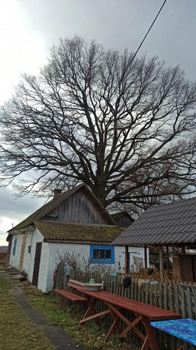 На Волині ростуть дуби-велетні, яким  700-800 років. ФОТО