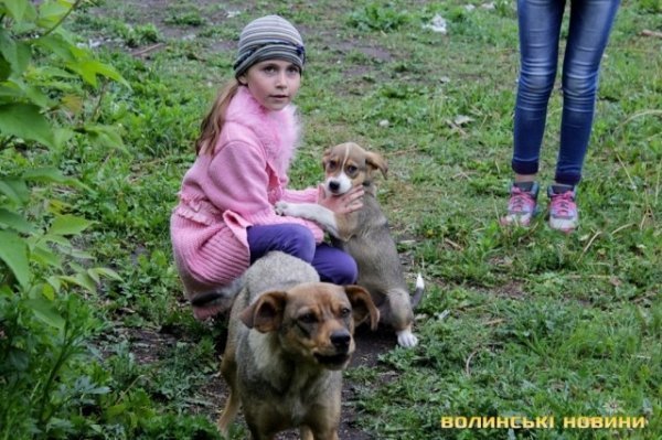 Відлов собак у Луцьку: рушниці, чіпи та гроші. ФОТО