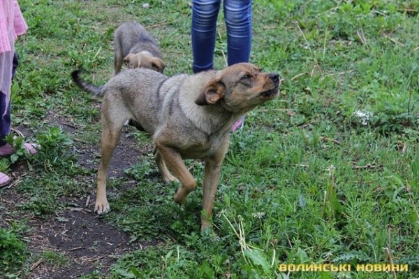 Відлов собак у Луцьку: рушниці, чіпи та гроші. ФОТО