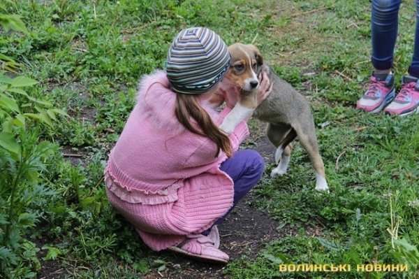 Відлов собак у Луцьку: рушниці, чіпи та гроші. ФОТО