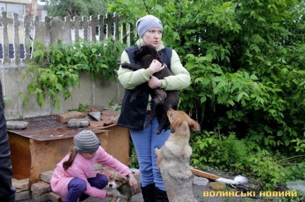 Відлов собак у Луцьку: рушниці, чіпи та гроші. ФОТО