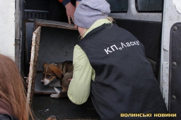 Відлов собак у Луцьку: рушниці, чіпи та гроші. ФОТО