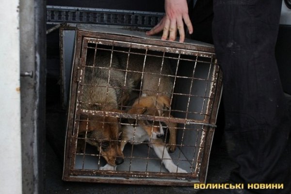 Відлов собак у Луцьку: рушниці, чіпи та гроші. ФОТО