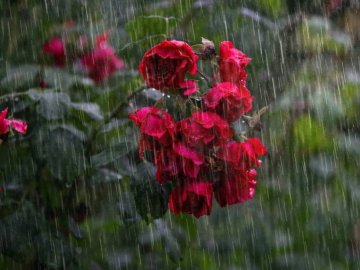 Погода у Луцьку на завтра, 18 червня