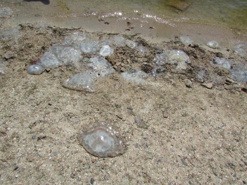 Гігантські медузи заполонили Азовське море: відпочивальники скаржаться на укуси. ВІДЕО