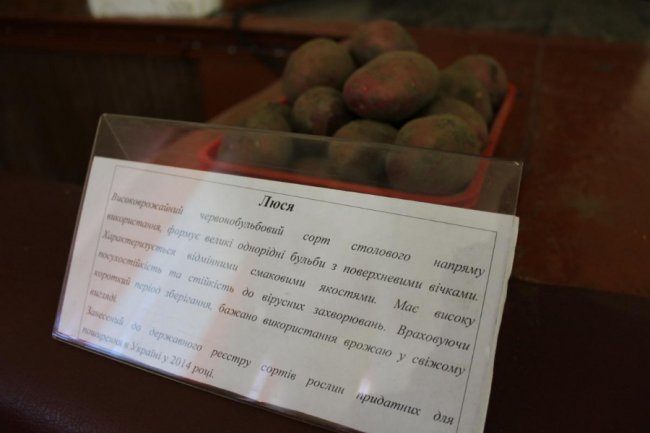 На Волині вирощують нові сорти картоплі за сучасною технологією. ФОТО