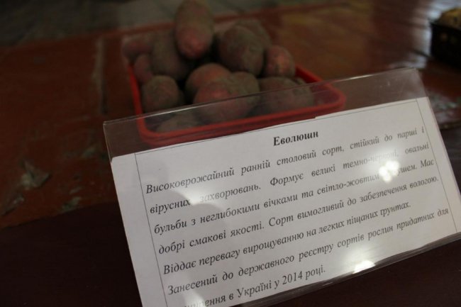 На Волині вирощують нові сорти картоплі за сучасною технологією. ФОТО