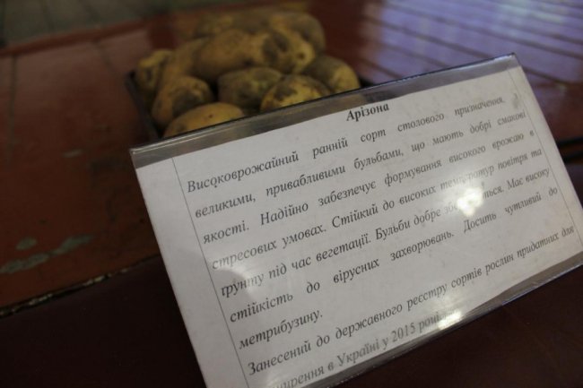 На Волині вирощують нові сорти картоплі за сучасною технологією. ФОТО