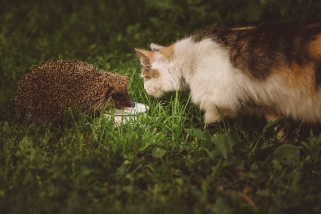 Котик і їжак: луцький фотограф показав незвичайне знайомство
