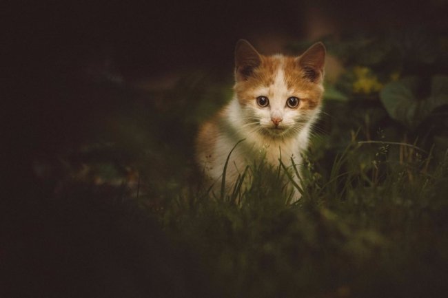 Котик і їжак: луцький фотограф показав незвичайне знайомство