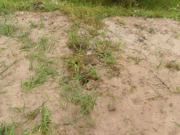 На Волині мародери зруйнували братську могилу. ФОТО