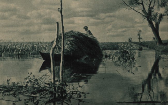 Природа на Поліссі