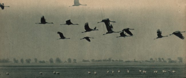 Природа на Поліссі