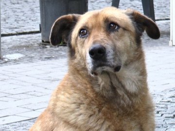 На Волині знову виявили сказ у собаки