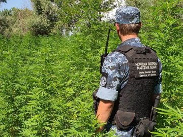 На Одещині прикордонники виявили плантацію коноплі на 40 мільйонів гривень. ФОТО
