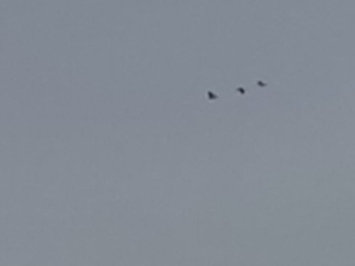 Весна вже близько: на Волинь прилетіли журавлі 