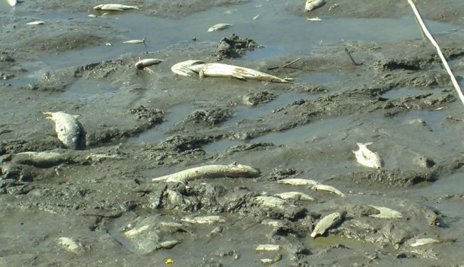 У селі на Волині масово загинула риба. ВІДЕО
