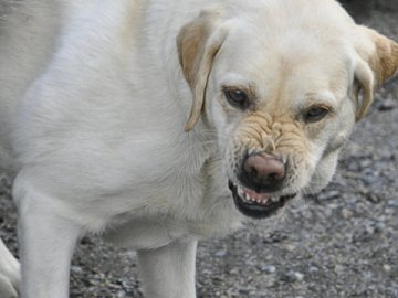 У центрі Луцька собака напав на дитину