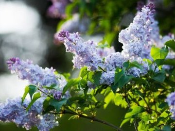 Погода у Луцьку та Волинській області на завтра, 31 травня