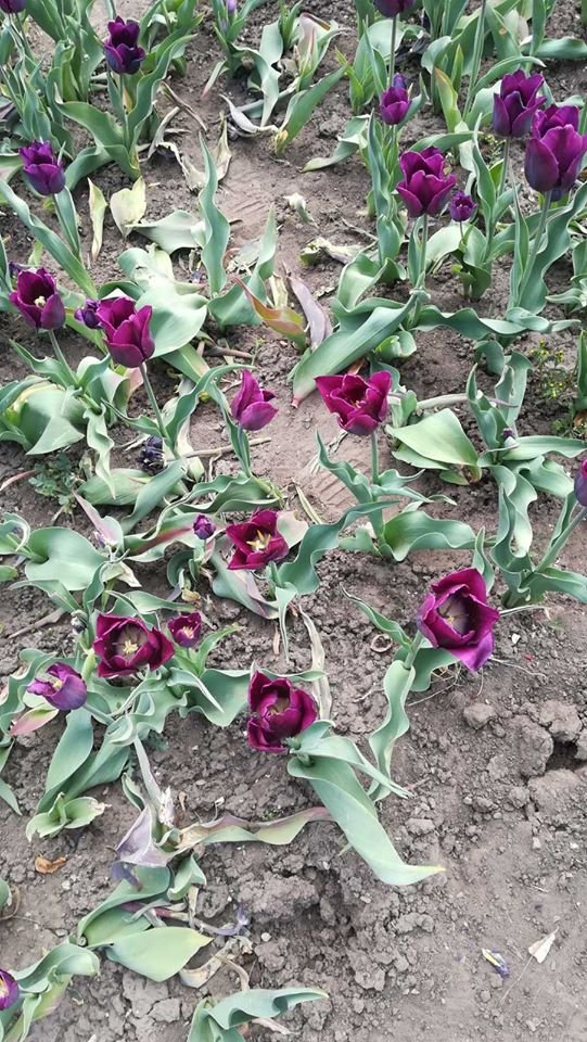 У Рівному за ніч чоловік по-варварськи знищив понад 1000 тюльпанів. ФОТО