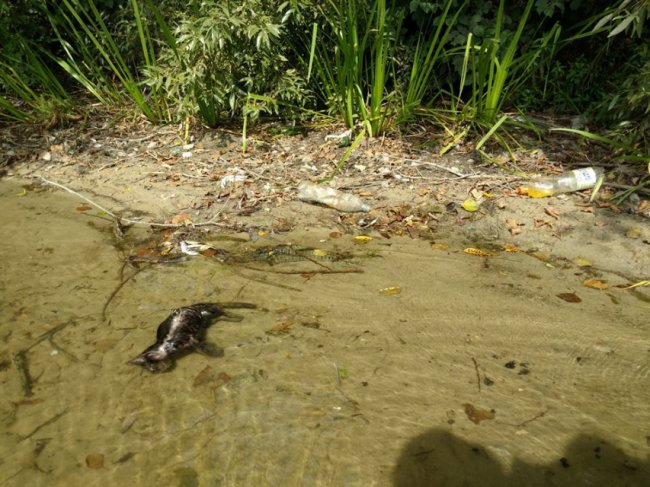 Мертві коти та купи порожніх пляшок: волинянина вразила «чистота» на озері Лука. ФОТО