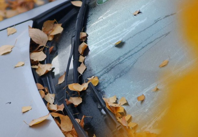 Листопад у Луцьку: соковиті фото