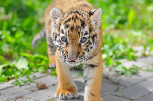 Клубочок щастя: у Луцькому зоопарку народилось тигреня. ФОТО