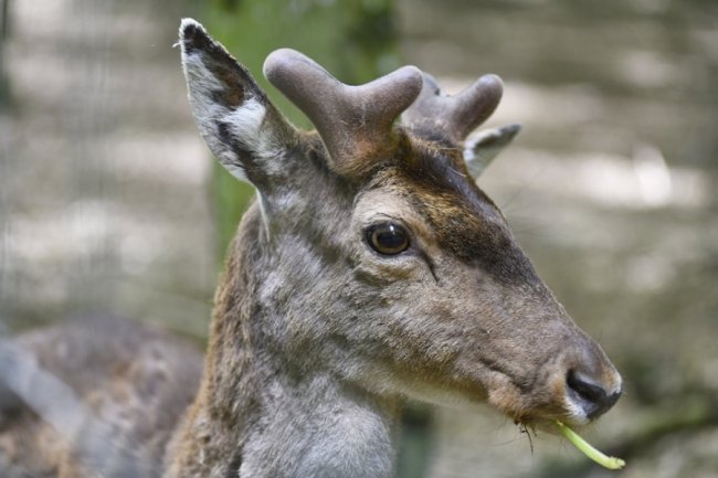 Йде до людей і любить смаколики: у лісі на Волині живе дружелюбний олень Борька