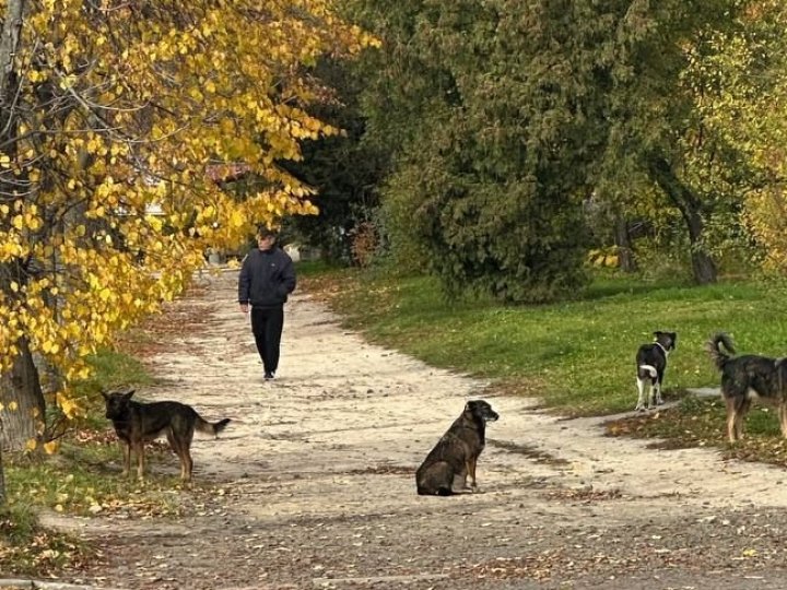 У Луцьку на людину напала зграя собак