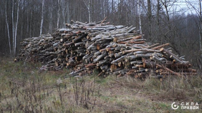 Десятки мільйонів збитків: на Волині п'ятий рік незаконно вирубують ліс у нацпарку