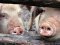 Африканська чума свиней: на Волині припинили карантин
