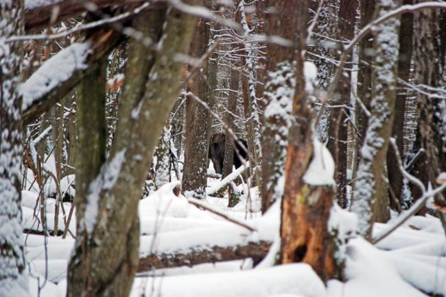 Як у волинському лісі зубрів шукали. ФОТО