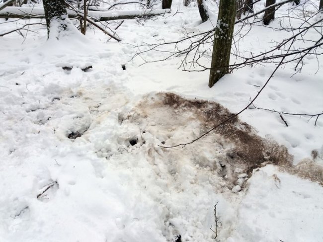 Як у волинському лісі зубрів шукали. ФОТО