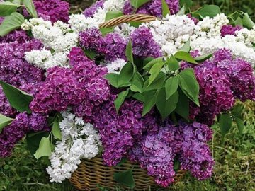 Яке свято 11 травня і що не можна робити в цей день