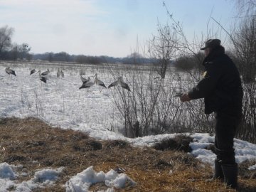 На Волині лісники рятували лелек від голоду