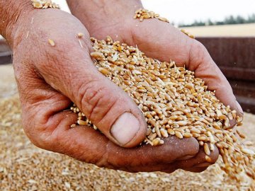 У 2023 році в Україні суттєво скоротиться урожай зернових