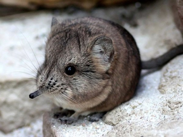 Археологія: Брайан Крендалл і Пітер Сталь (США) за те, що не жуючи проковтнули землерийку, а потім кілька днів досліджували екскременти, щоб з'ясувати, які кістки повністю перетравлює людська травна система