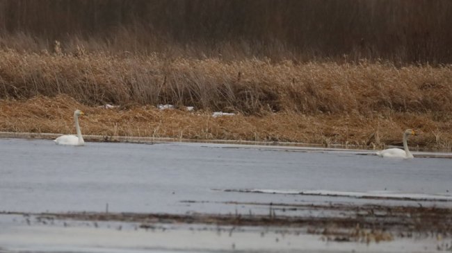 На волинській річці помітили лебедів, які залишилися на зимівлю