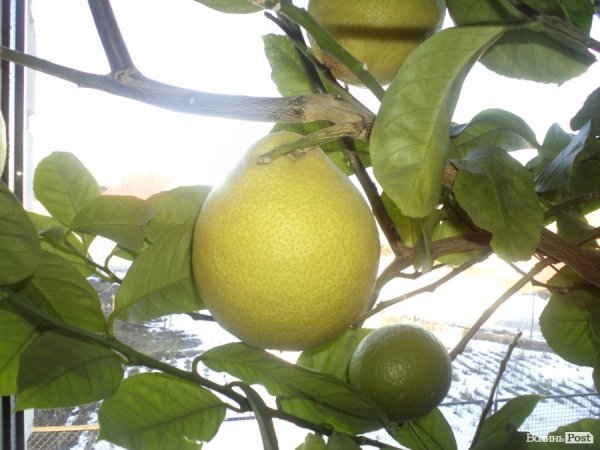 Заступник мера на Волині вирощує лимони, мандарини і  гусей. ФОТО