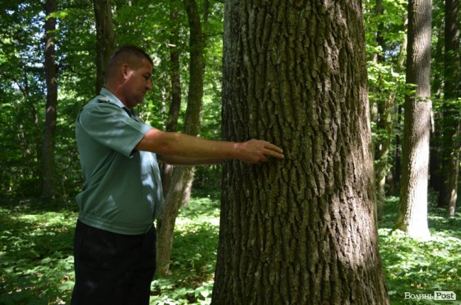 Коркове дерево та величні дуби: як на Волині приживаються «незвичні» дерева