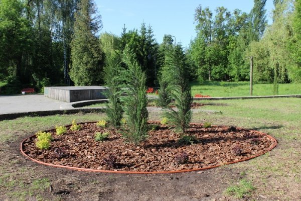 У луцькому парку висадили декоративні дерева. ФОТО