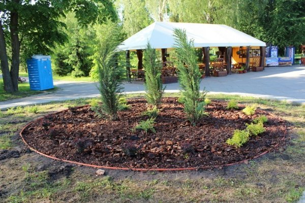 У луцькому парку висадили декоративні дерева. ФОТО