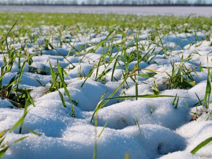 На Волині прогнозують заморозки: аграрії вже висіяли ячмінь, овес та цукрові буряки