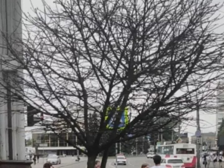 Клени на проспекті Волі у Луцьку не пережили зиму: що буде з деревами 