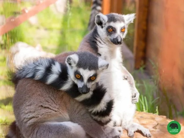 Лемури у Луцькому зоопарку знайшли опікунів
