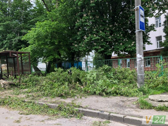 У Луцьку дерево розтрощило зупинку