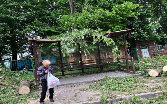 У Луцьку дерево розтрощило зупинку